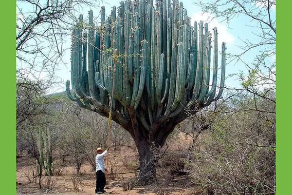 огромный кактус Как правильно обрезать кактусы16