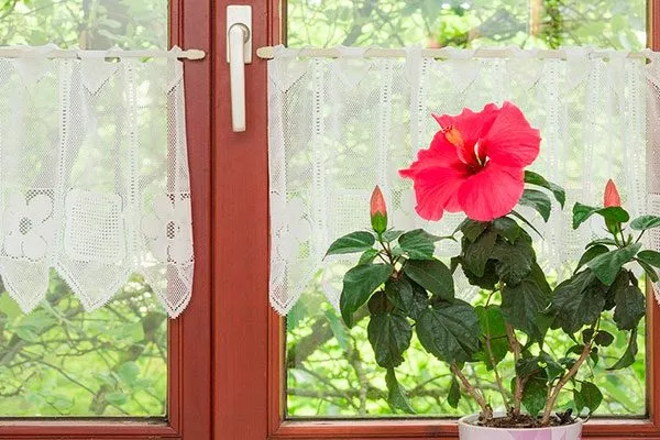 Окно, которое «смотрит» на запад освещение для гибискуса17