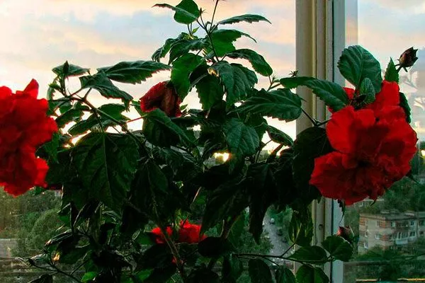 Окно, выходящее на восток освещение для гибискуса16