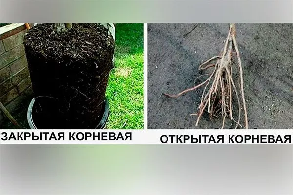 окс и зкс саженец выбор