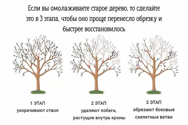 Омоложение старой яблони крона яблони22