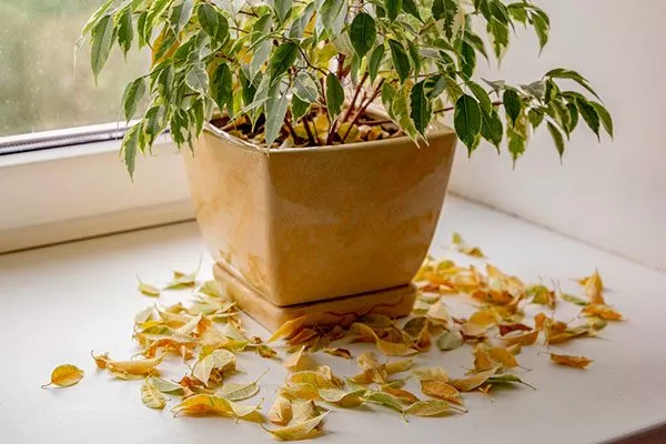 Опадание листьев Вариеготные фикусы18