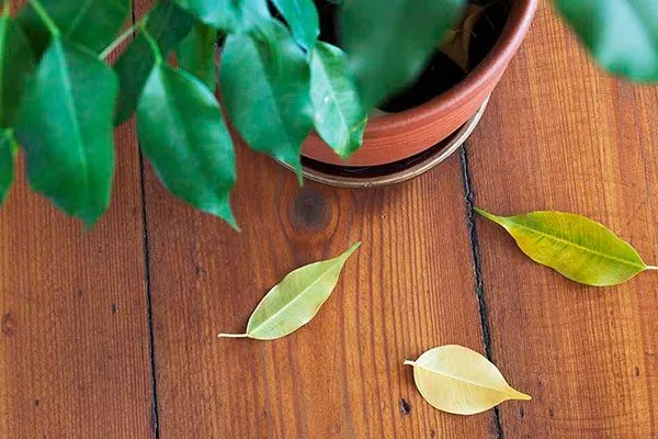 Опадение или пожелтение листьев правила перемещения фикуса8