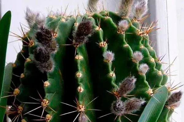 Опадение почек и недоразвитие бутонов Заболевания кактусов12