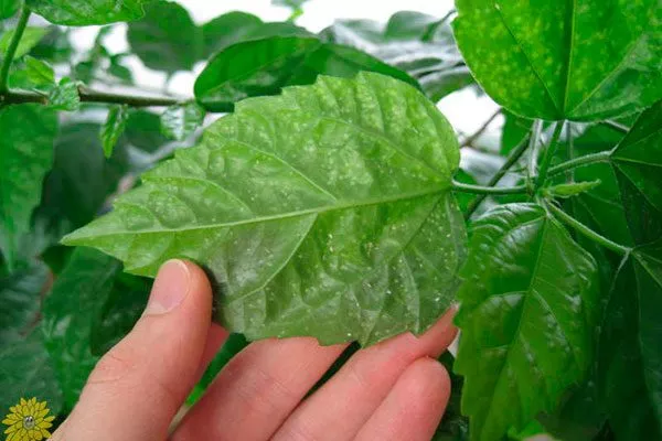 Описание основных болезней гибискуса