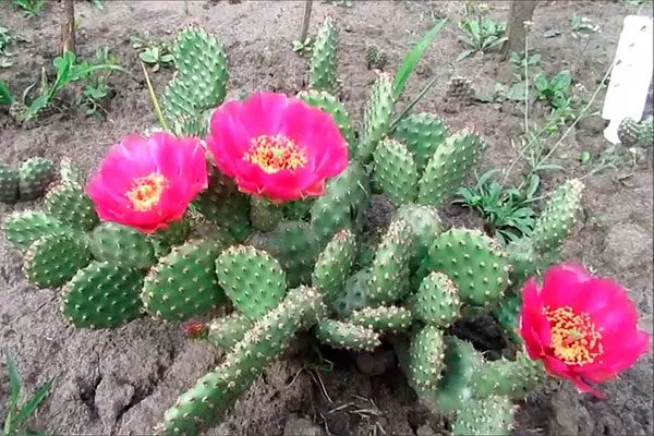 Описание внешности и характеристик опунций Опунция описание16