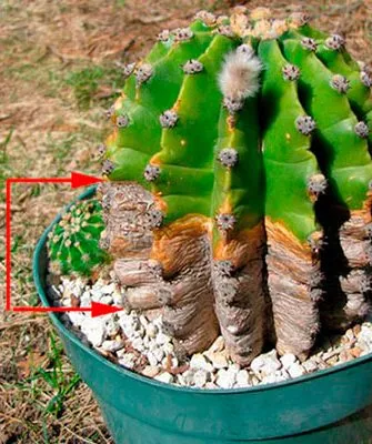 Опробковение Заболевания кактусов13