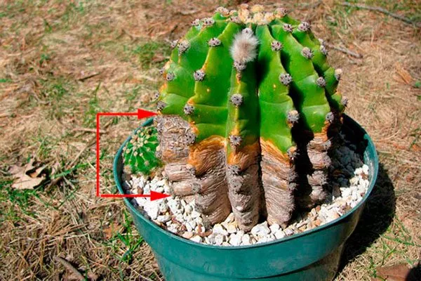 Опробковение Заболевания кактусов13