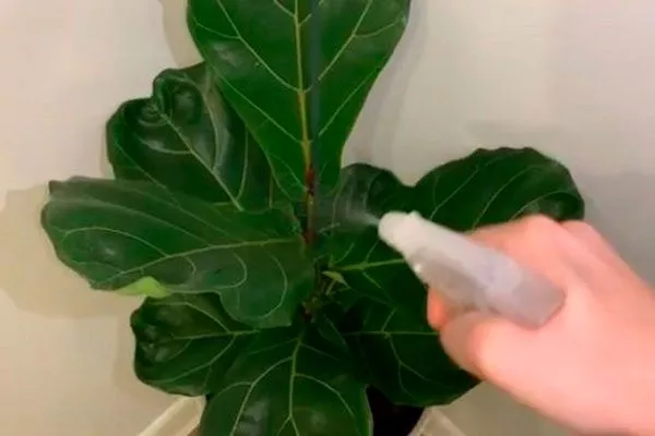 опрыскивание Фикус лиролистный бамбино11