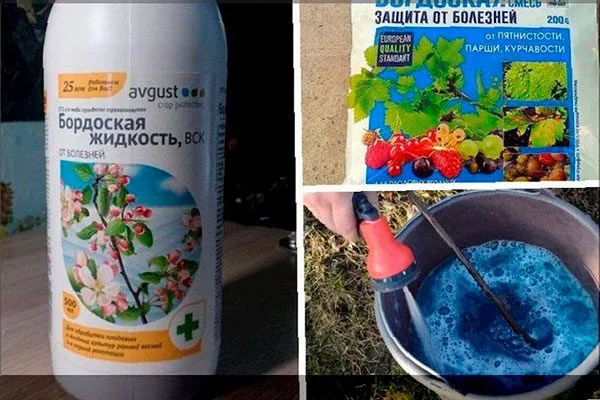 опрыскивания пионов бордоской жидкостью укрыть пионы перед зимовкой28