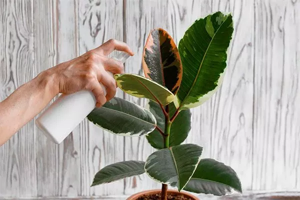 опрыскивания пятна на листьях8