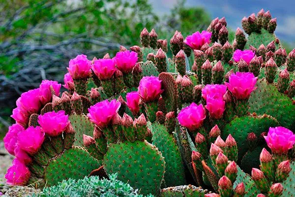 Опунция (Opuntia) Цветущие сорта кактусов13