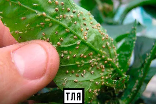 Оранжевая тля Фикус лиролистный бамбино12