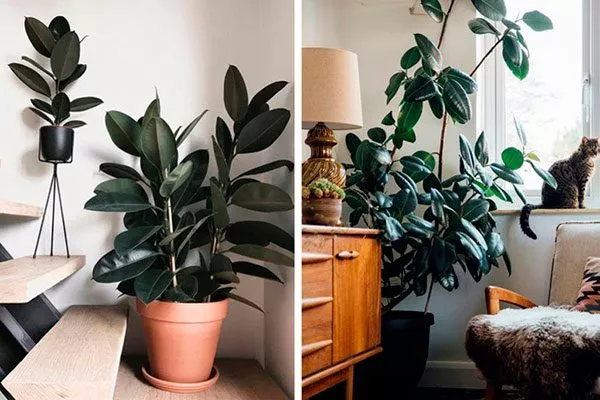 Организация пространства для комфортного роста фикуса пятна на листьях9