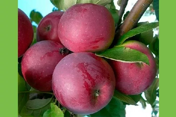 Орлик сорта яблони43