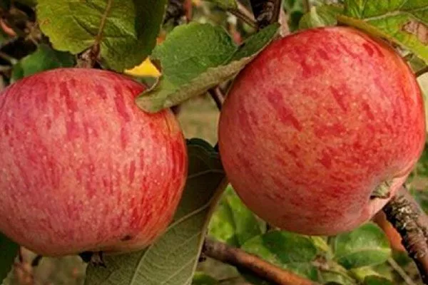 Осеннее полосатое Опыление яблони9