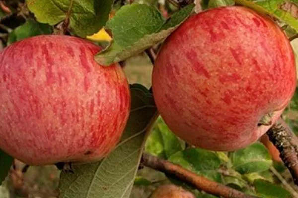 Осеннее полосатое Посадка яблони37