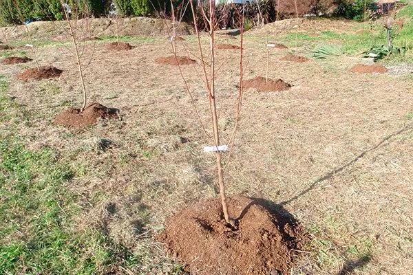 Осенью Посадка яблони38