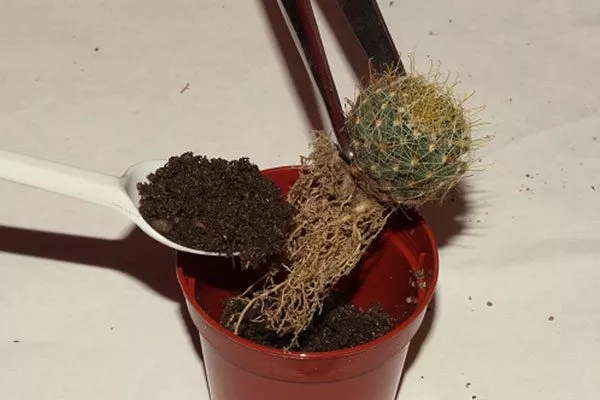 Ошибки при пересадке и размножении Заболевания кактусов14