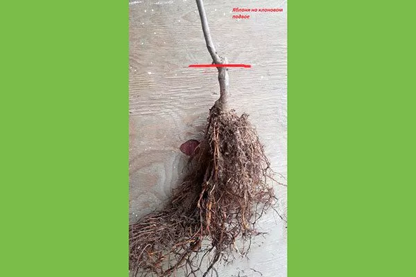 Осмотр корневища2 Выбор саженца19