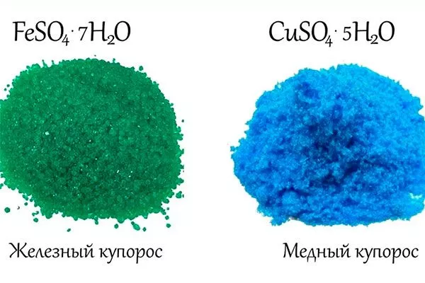 Основные отличия3 обработка яблонь15