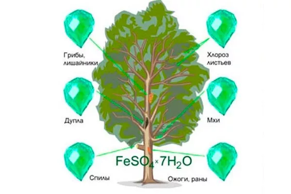 Основные свойства железного купороса обработка яблонь16