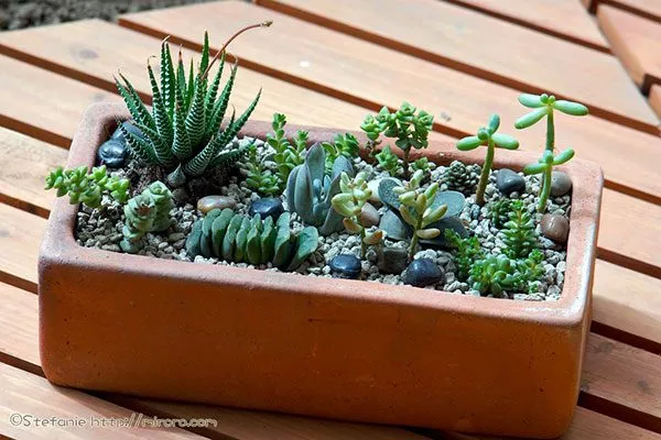 Основы совместимости растений совмещать с кактусами5