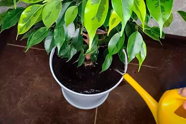 Особенности полива фикус ретуза8