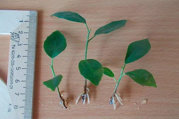 Особенности размножения ретузы черенками в воде фикус ретуза9