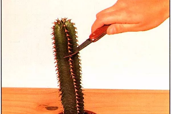 острый нож или скальпель, желательно с тонким лезвием