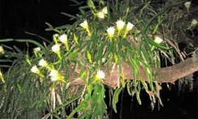 Освещение Эпифитные кактусы11