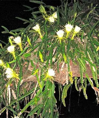 Освещение Эпифитные кактусы11