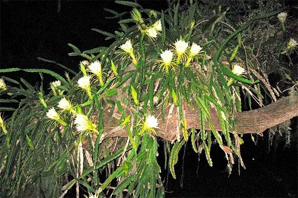 Освещение Эпифитные кактусы11