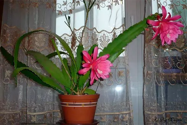 Освещение и размещение Эпифиллум4