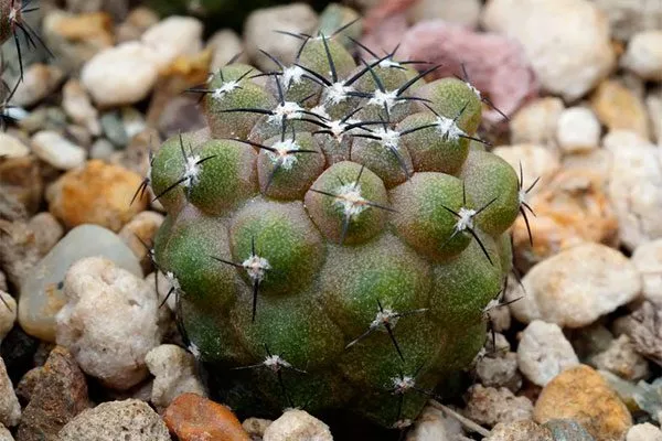 Освещение Копьяпоа17