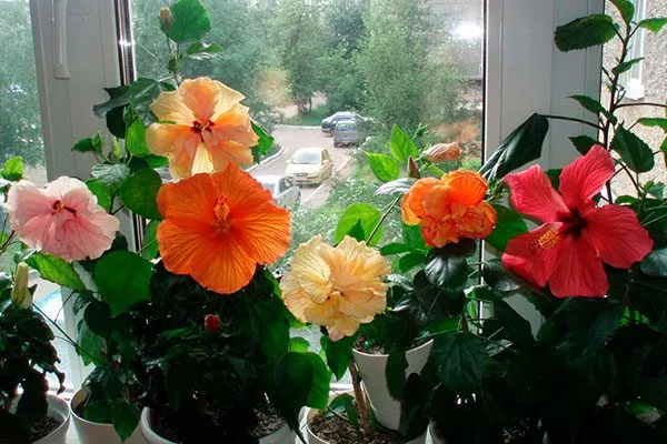 Освещение место посадки гибискуса11