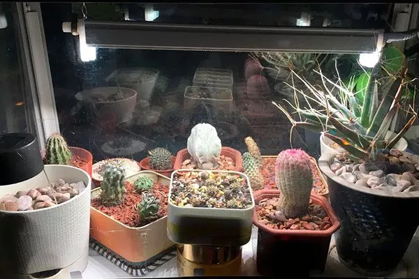 освещение Мини кактусы30