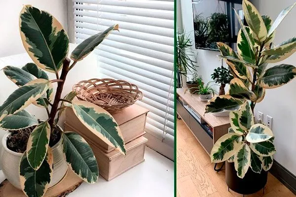 Освещение Вариеготные фикусы20