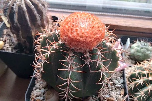 Освещённость, влажность, температура Виды мелокактусов28