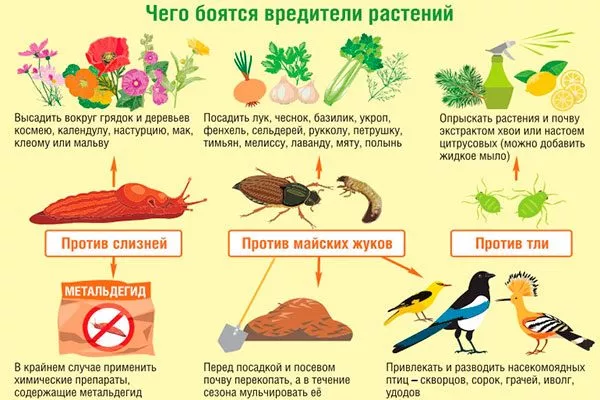 Отпугивание запахом органическое садоводство13