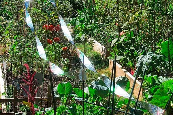 отпугнуть блесом