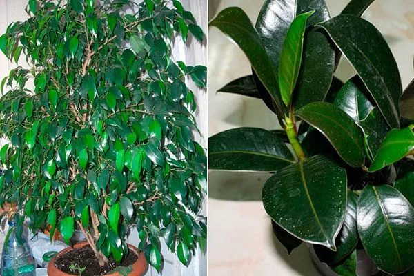 Оценка состояния растения правила перемещения фикуса10