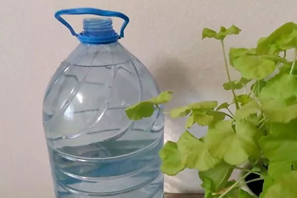 Отстоявшаяся вода способы полива герани18