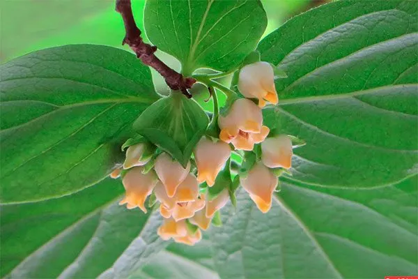 Отсутствие опылителя Ошибки выращивания12