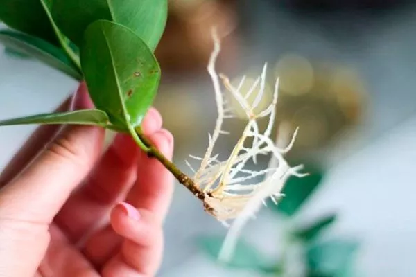 Отводками Фикус бенджамина32