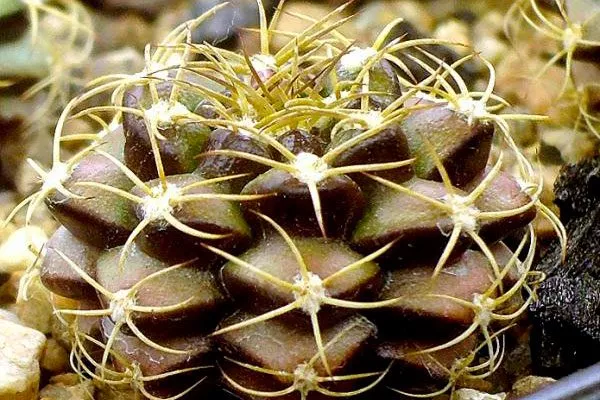 ожог 2 ожоги у кактуса4