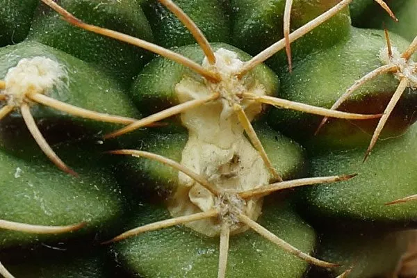 ожог1 ожоги у кактуса5