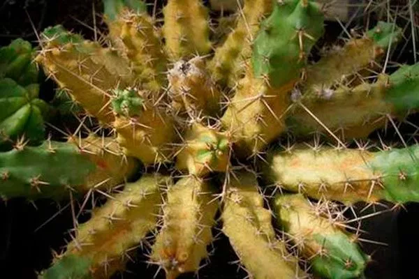 ожоги у кактусов ожоги у кактуса6