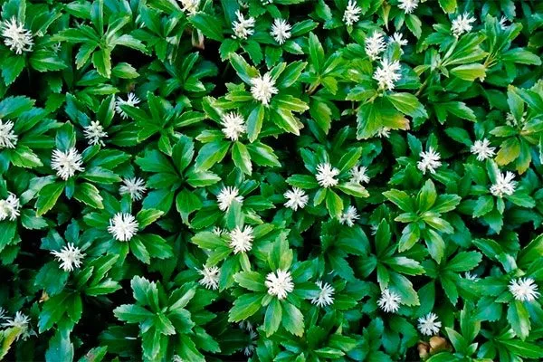 Пахизандра верхушечная