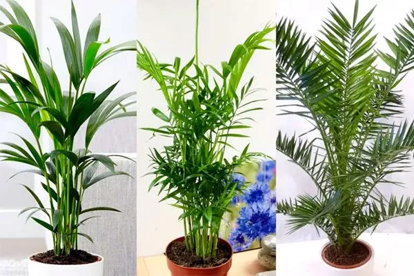 Пальмы совмещать с кактусами6